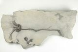 Crinoid (Lyriocrinus) Fossil - Rochester Shale, New York #203135-1
